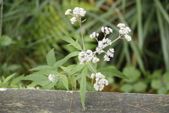 Eupatorium formosanum