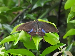 Papilio paris