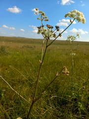 Ostericum palustre