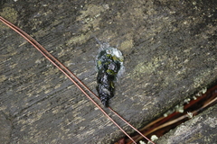 Trochalopteron morrisonianum