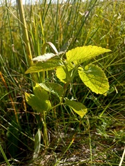 Ostericum palustre