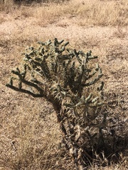 Cylindropuntia ramosissima