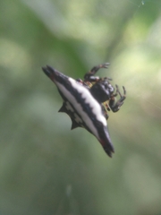 Gasteracantha geminata