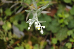 Anaphalis morrisonicola