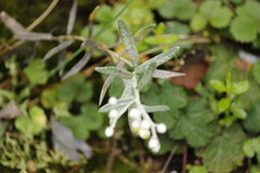 Anaphalis morrisonicola