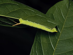 Marumba dyras