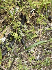 Pseudonaja affinis affinis