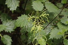 Urtica thunbergiana