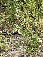 Pseudonaja affinis affinis