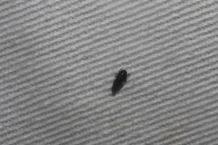 Xestocephalus