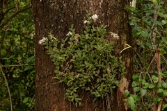 Dendrobium linguiforme