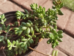 Sedum × rubrotinctum
