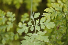 Corydalis ophiocarpa