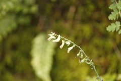 Corydalis ophiocarpa