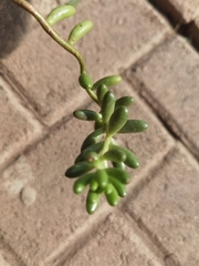 Sedum × rubrotinctum