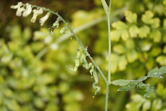 Corydalis ophiocarpa