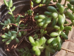 Sedum × rubrotinctum