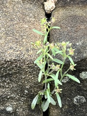 Chaenorhinum