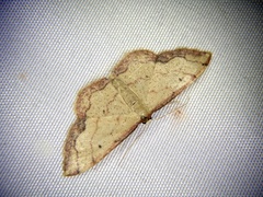 Idaea jakima