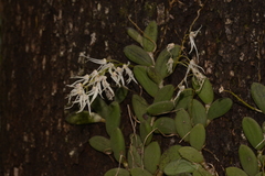 Dendrobium linguiforme