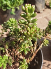 Sedum × rubrotinctum