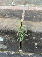 Chaenorhinum