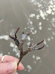 Ahnfeltiopsis linearis