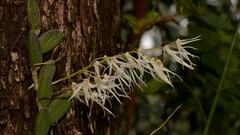 Dendrobium linguiforme
