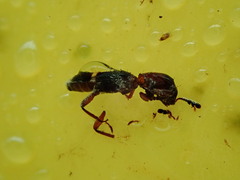 Paratillus carus