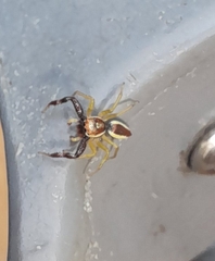Epocilla