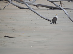 Phalacrocorax varius