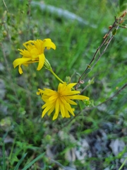 Microseris walteri