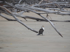 Phalacrocorax varius