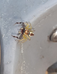 Epocilla