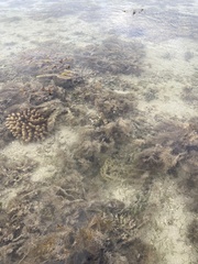 Hemiscyllium ocellatum