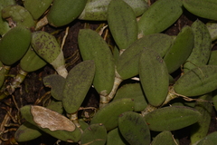 Dendrobium linguiforme