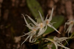 Dendrobium linguiforme