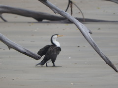 Phalacrocorax varius