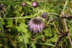 Cirsium tatakaense