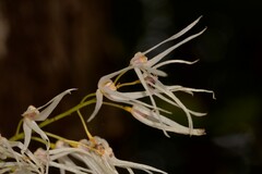 Dendrobium linguiforme