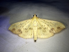 Botyodes principalis