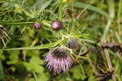 Cirsium tatakaense