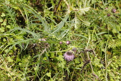 Cirsium tatakaense