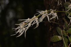 Dendrobium linguiforme