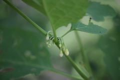 Witheringia mexicana