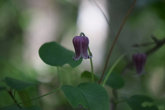 Clematis pitcheri