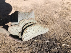 Opuntia basilaris basilaris