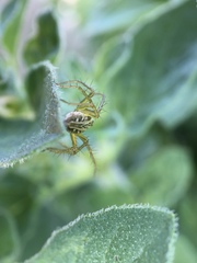 Oxyopes gracilipes