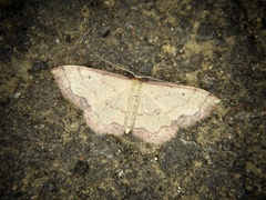 Idaea jakima