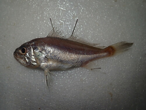 Bighead pennah croaker (Pennahia macrocephalus) — Sciaenidae — 2